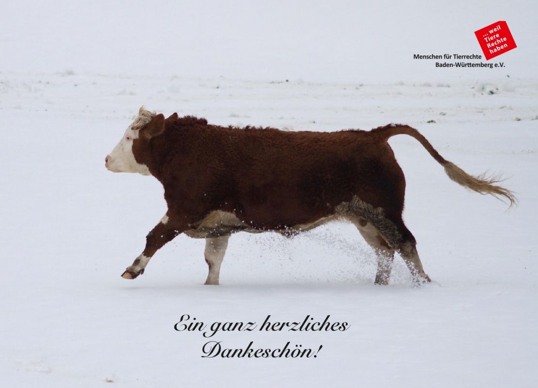 Thumbnail Postkarte Rind rennt mit Dankeschönbotschaft